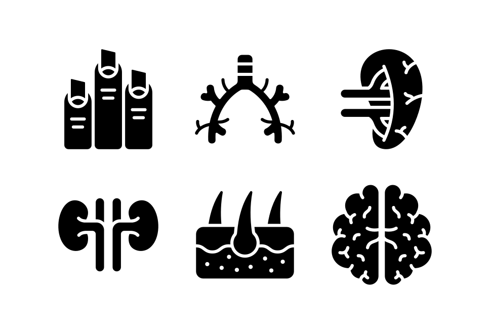 Body Anatomy Large Set Preview